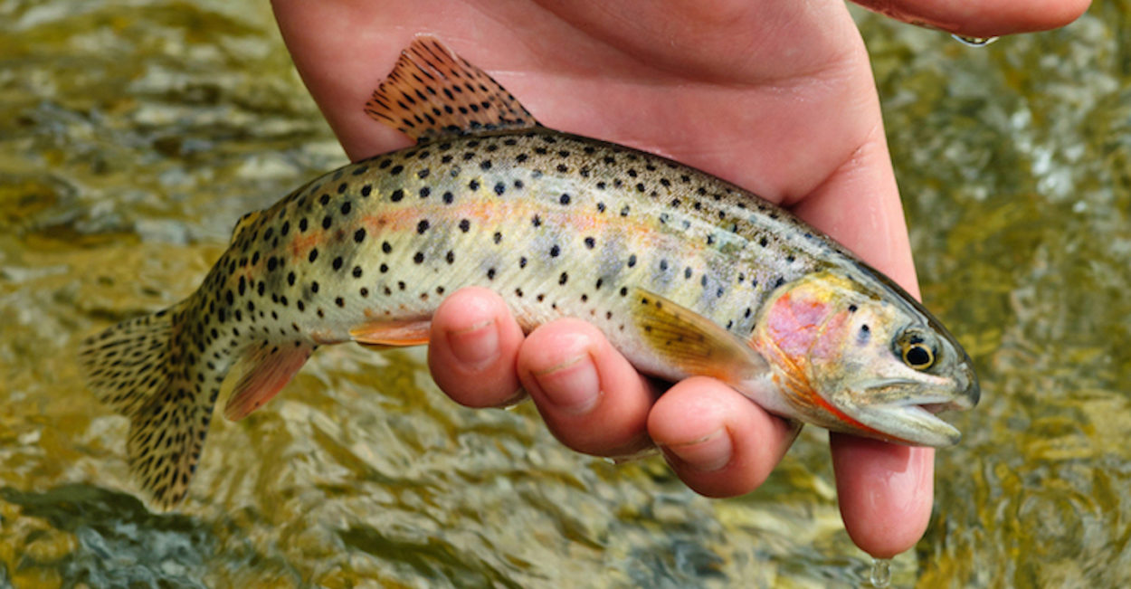 SLIDE Tailwater Junkie