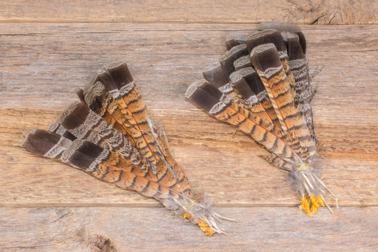 Ruffed Grouse Feathers